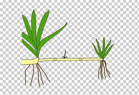 Stolon Plant Stem Plant Reproduction Asexual Reproduction PNG, Clipart ...