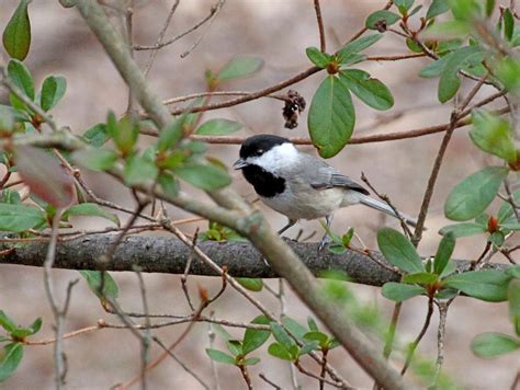 Recognizing The Seven Chickadee Species of North America