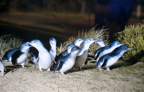 Little blue (fairy) penguins of Phillip Island, Victoria, Australia ...