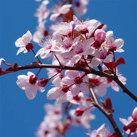 Yoshino Cherry Tree | Greenwood Nursery