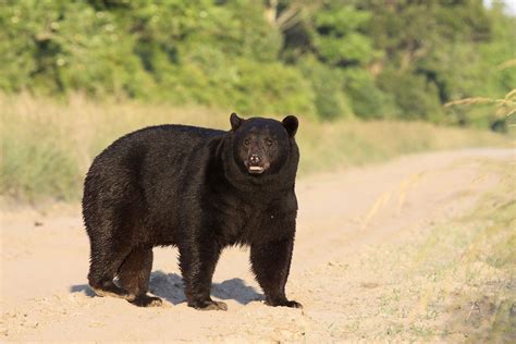 What bears do in June - BearWise