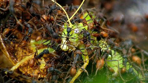 [最新] amazon rainforest fire ants 230920-Amazon rainforest fire ants