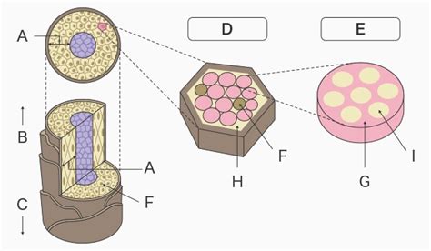 Hair Cross-Section Cortex Observation and Cuticle Laminar-Layer ...