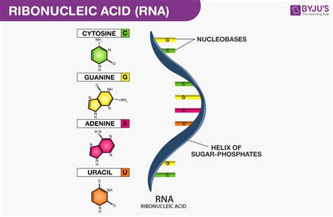 Describe the Structure of Rna Molecule