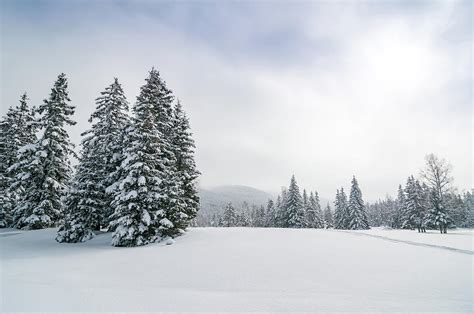 Panoramic Snowy Winter Forest Landscape by Mmac72