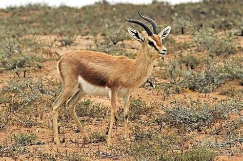 Fun Dorcas Gazelle Facts For Kids | Kidadl