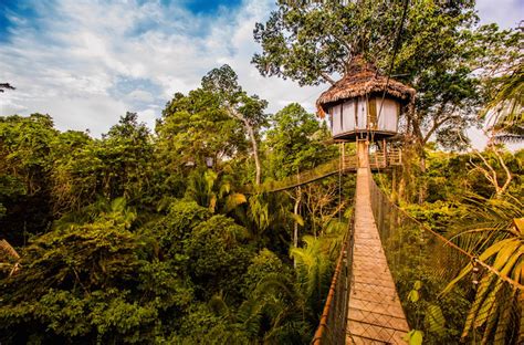 28 Most Amazing Treehouse Designs in the World