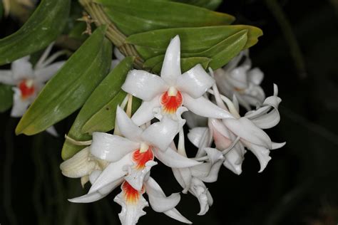 Dendrobium draconis care and culture | Travaldo's blog