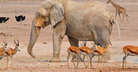 Etosha Animals: Check What Animals To Spot On Safari - TourRadar