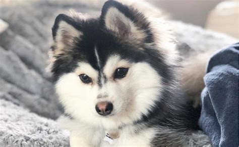 Pomsky: Everything you need to know