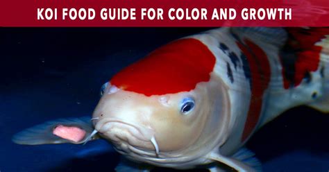 Koi Food Guide: Maximize Color and Growth