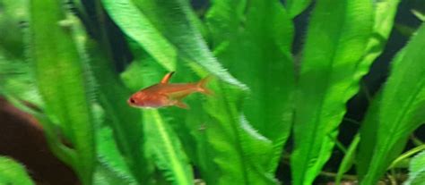 Ember Tetra - A Bright Peaceful Nano Fish | Practical Aquariums