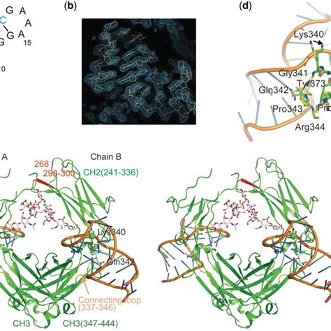 Structure of the aptamer and the aptamer–hFc1 complex. (a) M-fold ...