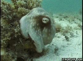 Mimic Octopus GIFs - Get the best GIF on GIPHY