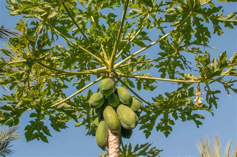 Papaya Tree