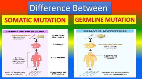 Difference Between Somatic Mutations and Germline Mutations - YouTube