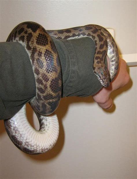 Spotted Python Facts and Pictures | Reptile Fact