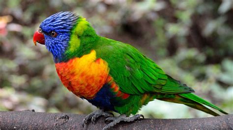 Colorful Parrot Bird, HD Birds, 4k Wallpapers, Images, Backgrounds ...