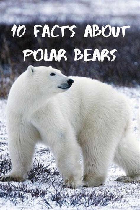 10 Facts About Polar Bears | Churchill polar bears, Polar bear facts ...