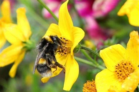 Attracting Bees To Your Garden: 10 Helpful Tips + A List Of Plants That ...