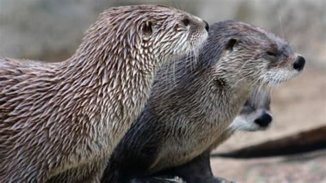 Playful otters discover a new toy | AOL.com