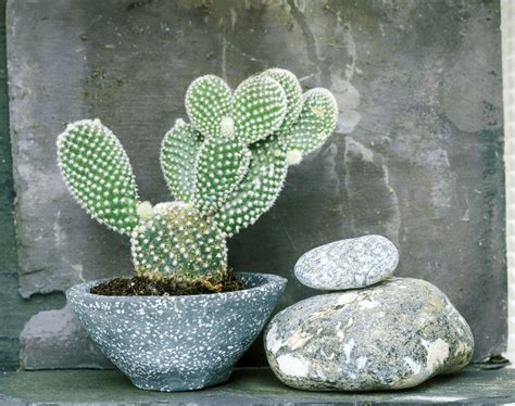 8 Best Cactus Varieties to Grow Indoors