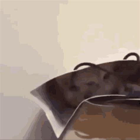 Cat Fail Cat Bag GIF - Cat Fail Cat Bag Cat - Discover & Share GIFs