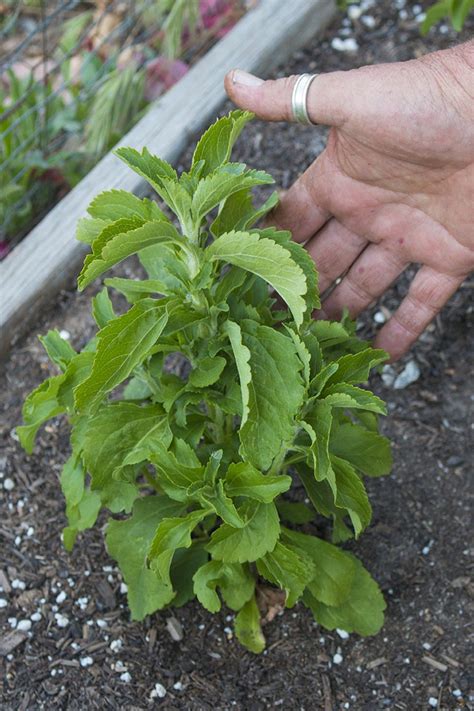 Growing Stevia: How to Plant, Grow, and Harvest Stevia Plants