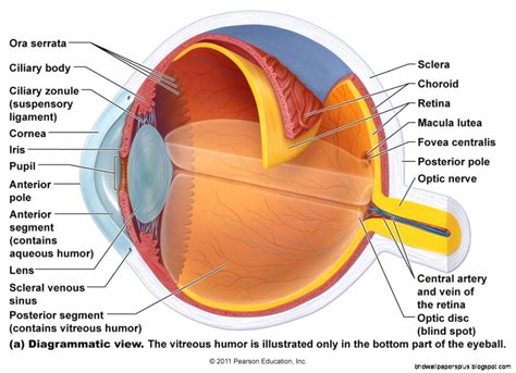 Anatomy Of The Eye Sclera - ANATOMY