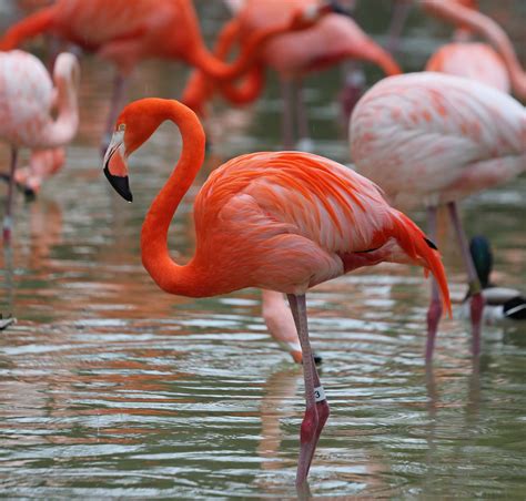 Pictures and information on American Flamingo