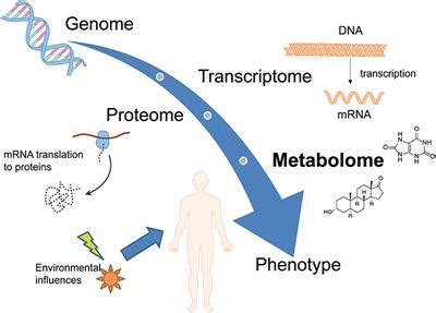 Frontiers | Metabolomic Strategies in Biomarker Research–New Approach ...