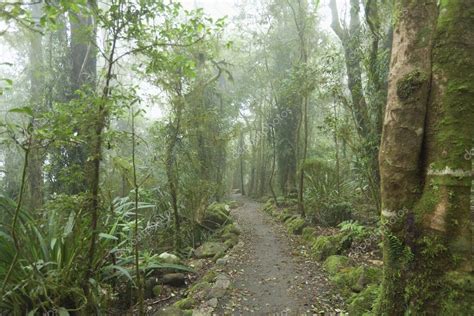 Floresta tropical nublada . — Fotografias de Stock © zstockphotos #22296927