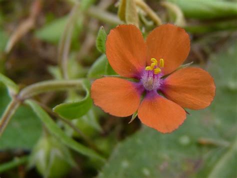 Orange Wildflowers of the UK. | Wild flowers, The scarlet pimpernel ...