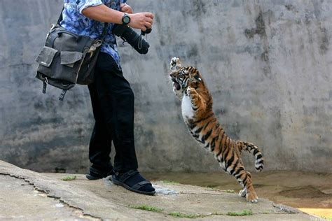 Baby Tiger Don't Like Photographers Photo | One Big Photo