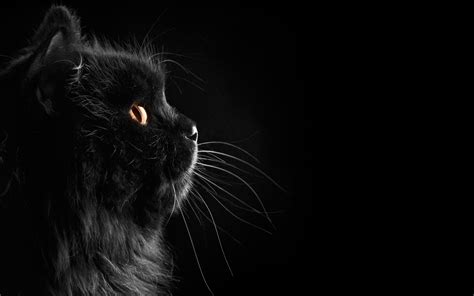 🔥 Free Download Black Persian Cat In The Dark Wallpaper Fluffy Cute by ...