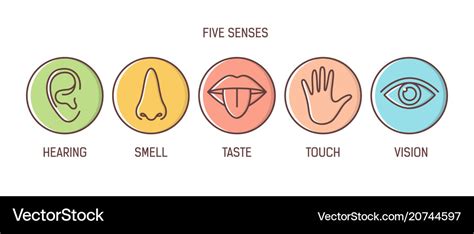 Bundle of 5 senses - hearing smell taste touch Vector Image