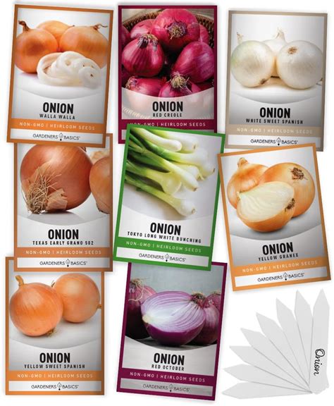 Amazon.com : Gardeners Basics, Onion Seeds for Planting - 8 Long and ...