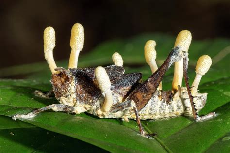 The ascomicote mushroom of the genus Cordyceps turns carpenter ants ...