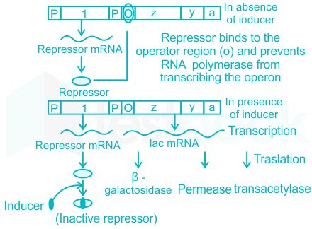 Regulation of Gene Expression (Lac Operon) MCQ [Free PDF] - Objective ...