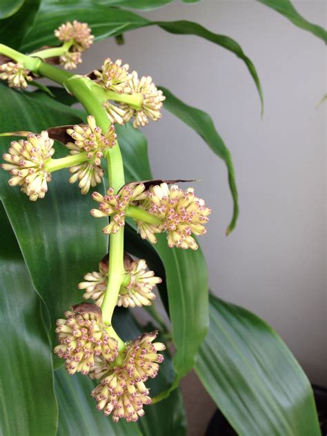 Corn Plant Flower Images - Beautiful Insanity