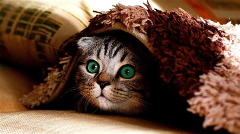 Why is My Cat Hiding From Me? | The Dog People by Rover.com