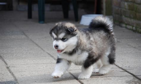 Alaskan Malamute Reviews and Pictures: Cute Alaskan Malamute Puppies ...