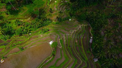 AERIAL VIEW of TEGAL ALANG RICE FIELD in AERIAL VIEW of TEGAL ALANG ...