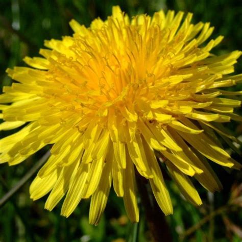 Dandelion Tea | Recipe | Dandelion, Dandelion tea, Dandelion flower