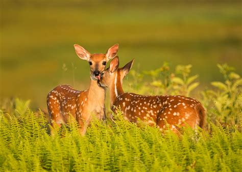 Whitetail Fawns by RichardBernabe on DeviantArt