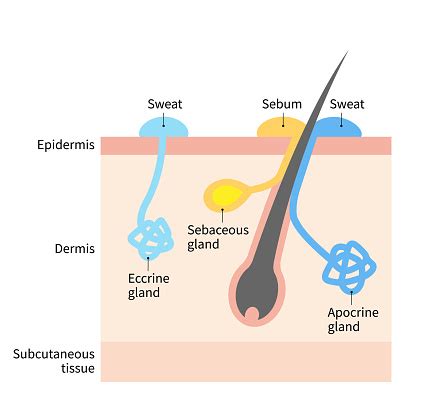 Diagram Of Sweat And Sebaceous Gland Human Skin Layer Illustration For ...