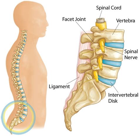 Spine Basics - OrthoInfo - AAOS