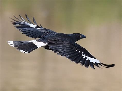 Pied Currawong - Profile | Traits | Facts | Call | Diet | Breeding ...