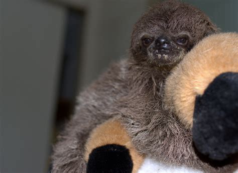 Baby Sloth hugging a stuffed animal. (Just try not to "aww"!) : r/sloths