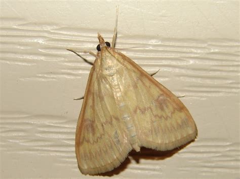 European Corn Borer Moth also? - Ostrinia nubilalis - BugGuide.Net